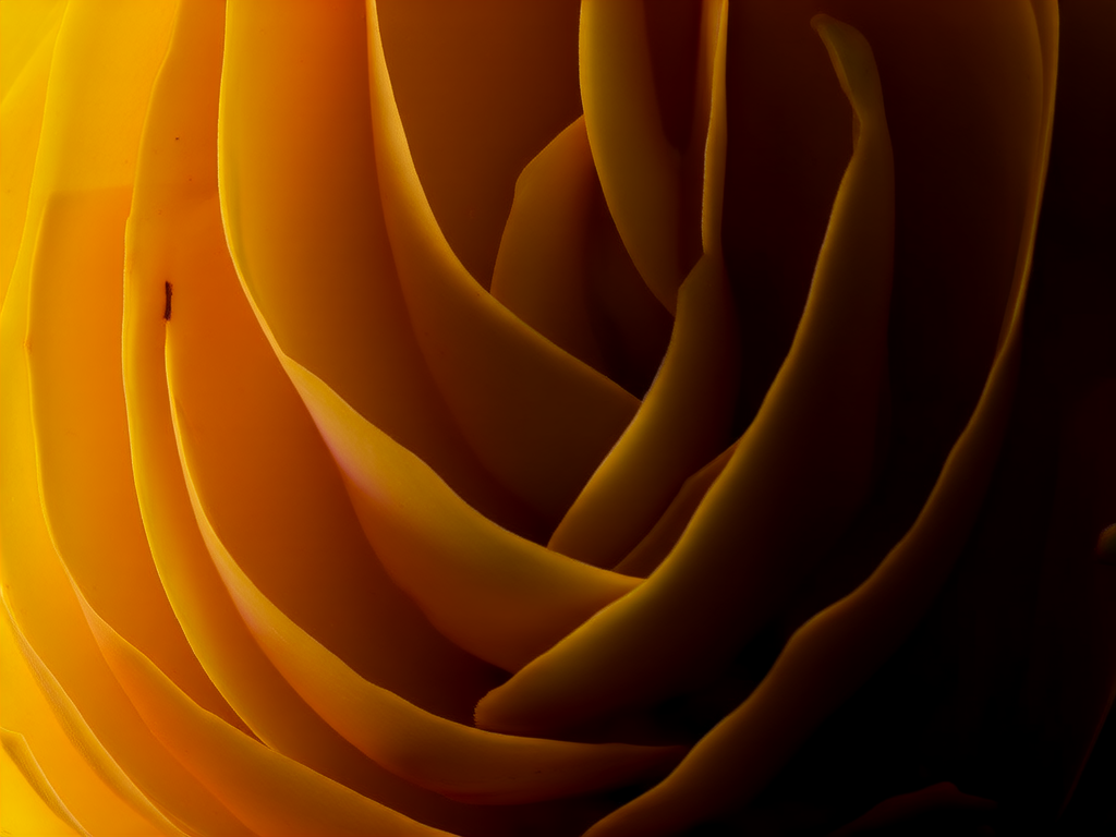 金渐层11色图片